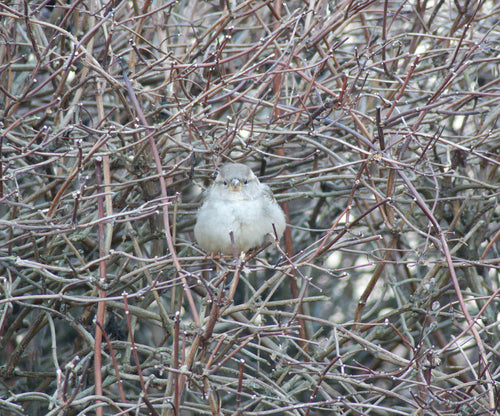 Przechodnia Krajowego — Bild 2