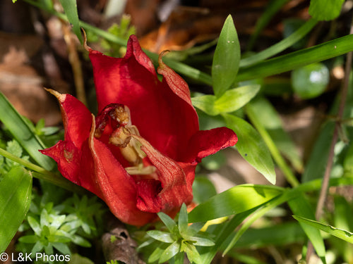 Passiflora — Bild 2