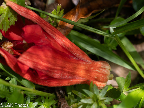 Passiflora — Bild 1