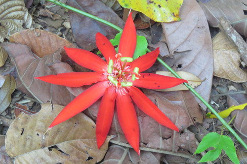 Passiflora — zdjęcie 3 z 8