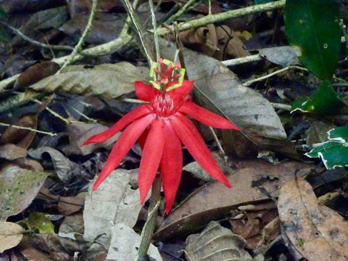 Passiflora — zdjęcie 4 z 8