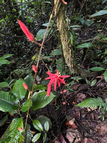 Passiflora — zdjęcie 5 z 8
