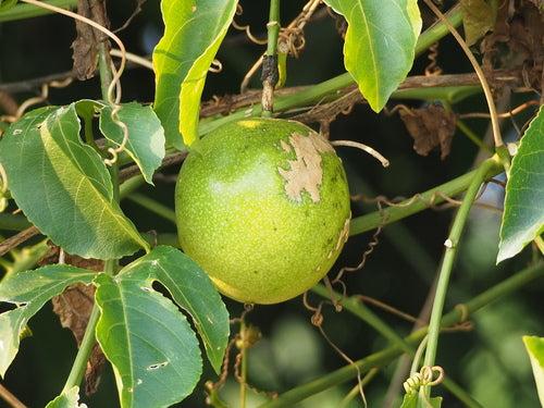 Marakuja — Bild 4