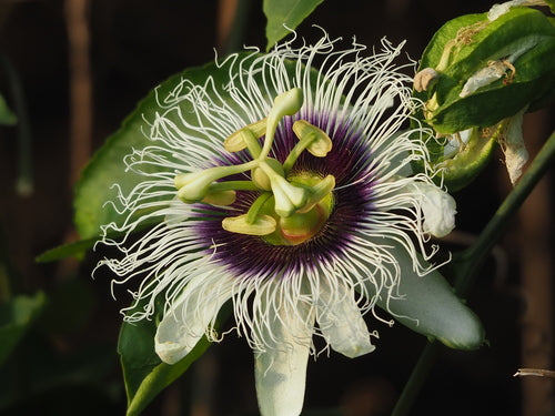 Marakuja — Bild 5