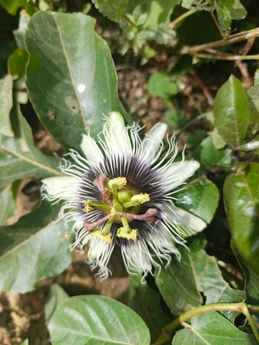 Marakuja — Bild 3
