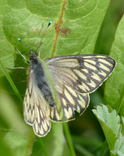 Patagońska Biała — Bild 5