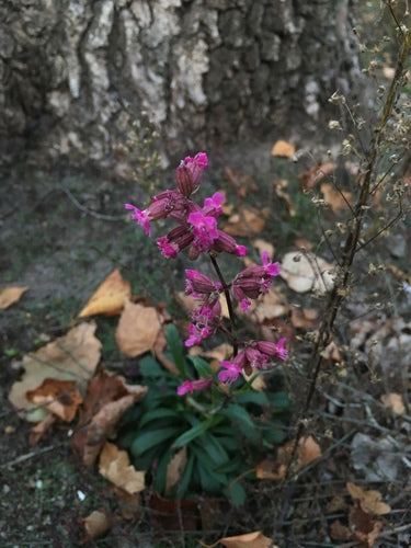Pechnelke — Bild 5