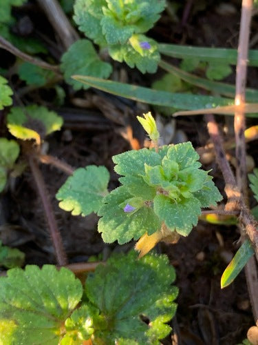 Przetacznik perski — Bild 5