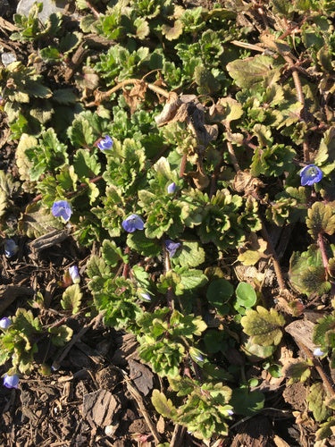 Przetacznik perski — Bild 2