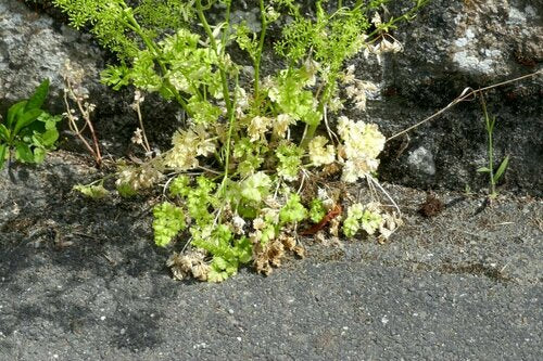 Pietruszka — Bild 3