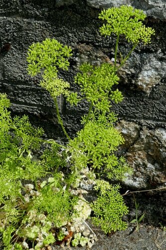 Pietruszka — Bild 2