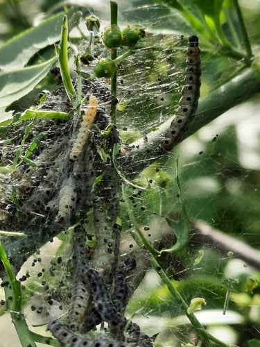 Ćma internetowa Pfaffenhütchen — Bild 4