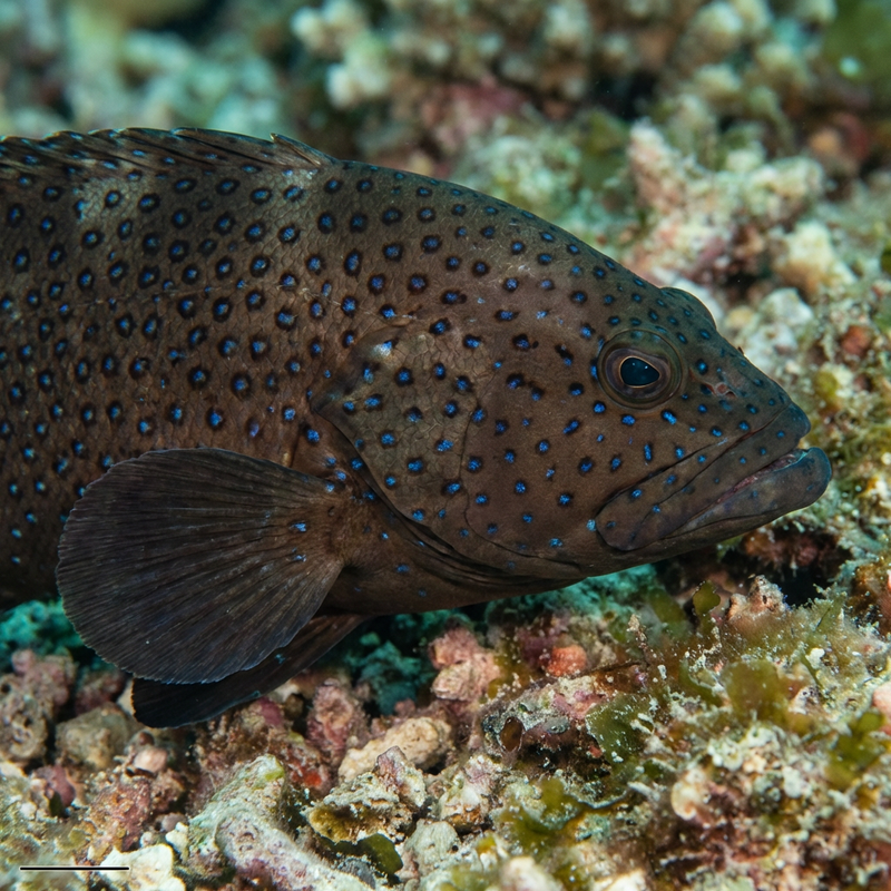Grouper o pawim oku