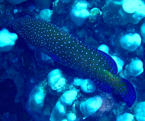 Grouper o pawim oku — Bild 1