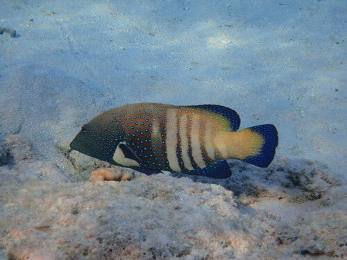 Grouper o pawim oku — Bild 5