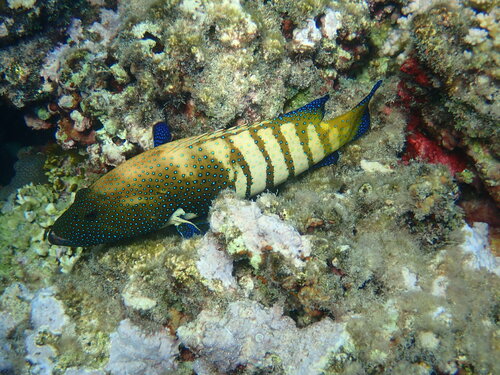 Grouper o pawim oku — Bild 4