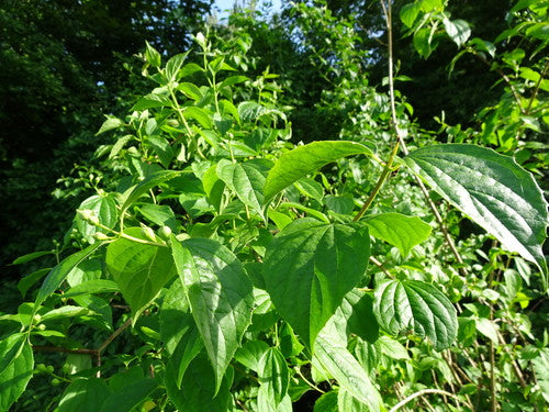 Tuleja rurowa — Bild 5