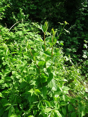 Tuleja rurowa — Bild 4