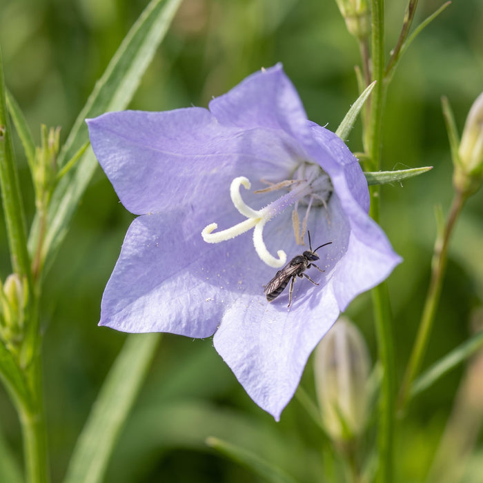 Blüte von Pfirsichblättrige Glockenblume (Campanula persicifolia) in Nahaufnahme (KI-generiert)