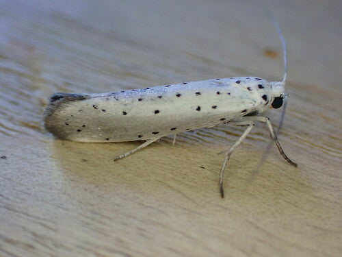 Śliwkowa ćma internetowa — Bild 5