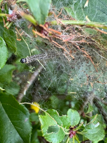 Śliwkowa ćma internetowa — Bild 2