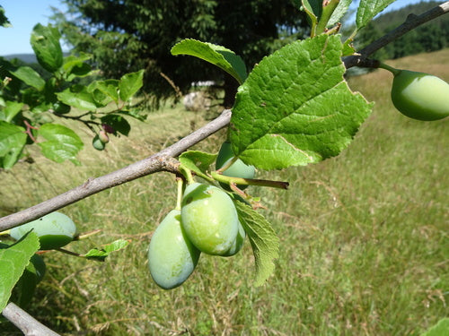 Śliwka — Bild 3