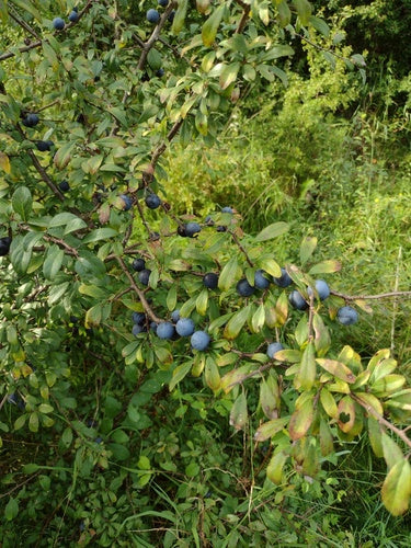 Śliwka — Bild 2