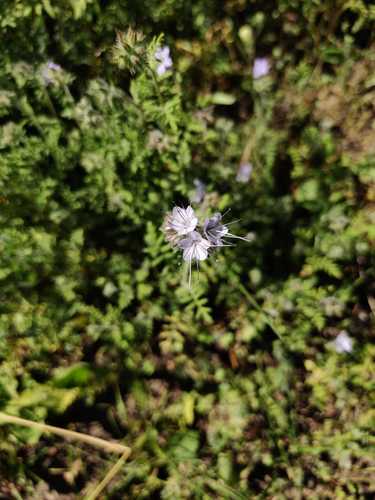 Facelia — Bild 4