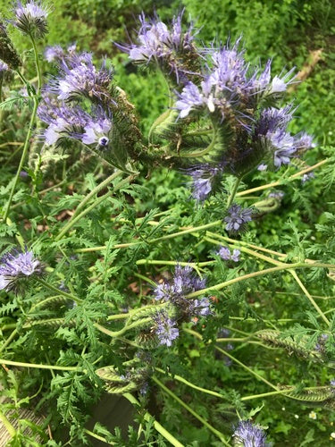 Facelia — Bild 5