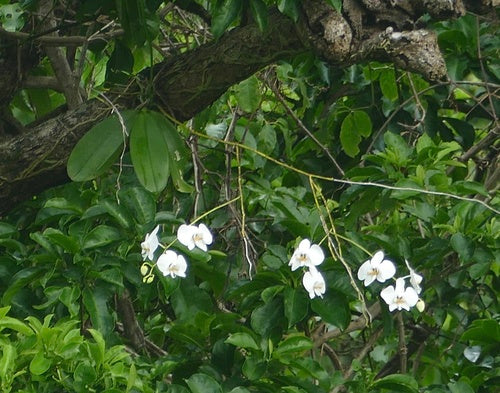 Phalaenopsis — Bild 3