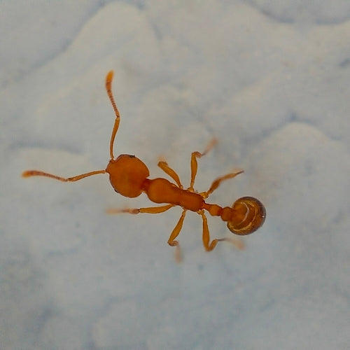 Mrówki faraona — Bild 5