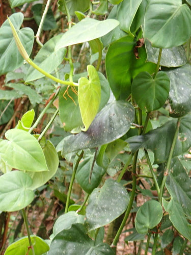 Filodendron — Bild 5