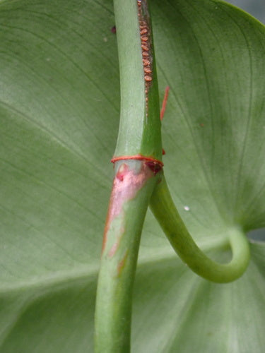 Filodendron — Bild 4