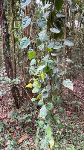 Filodendron — Bild 3