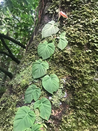 Filodendron — Bild 2