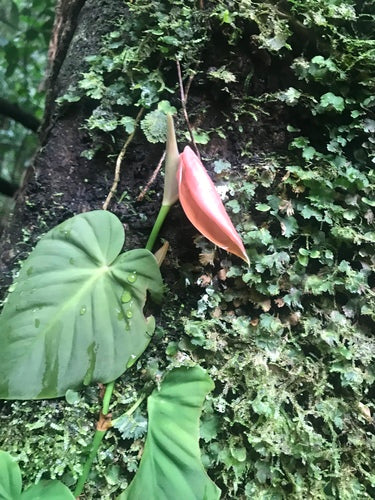 Filodendron — Bild 1