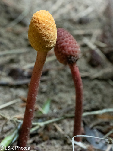 Grzyb — Bild 3