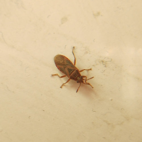 Pluskwa sykomorowa — Bild 2
