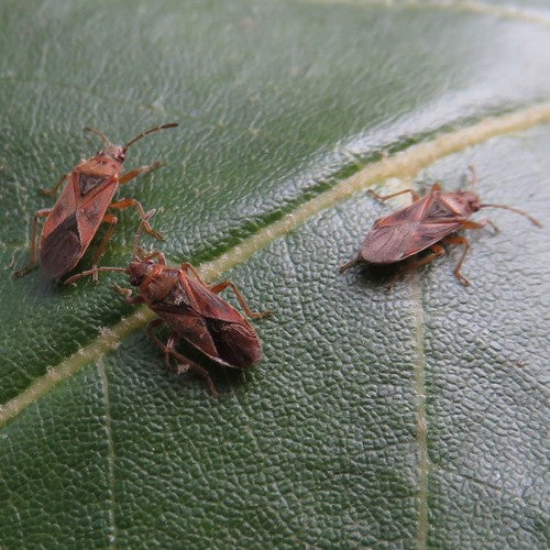 Pluskwa sykomorowa — Bild 5