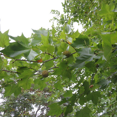 Pluskwa sykomorowa — Bild 4