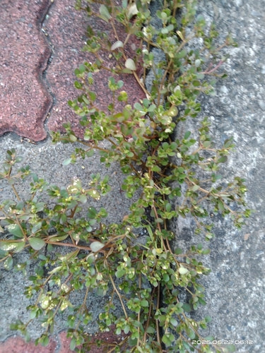 Portulaka — Bild 3