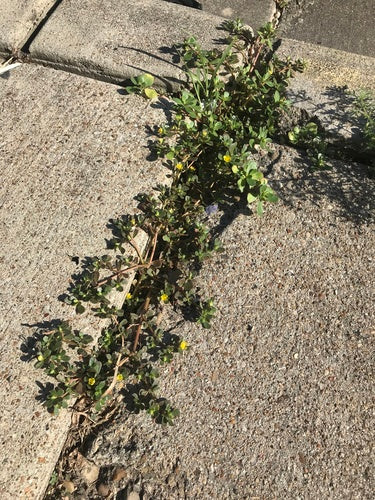 Portulaka — Bild 5