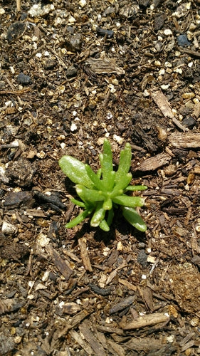 Portulaka róże — Bild 4