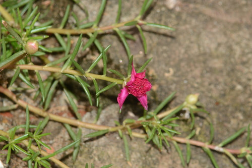 Portulaka róże — Bild 2