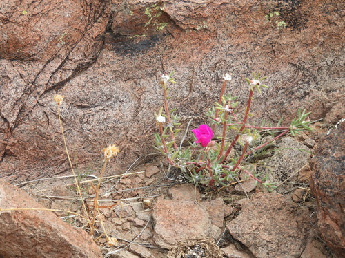 Portulaka róże — Bild 3