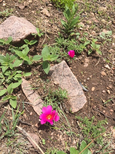 Portulaka róże — Bild 5