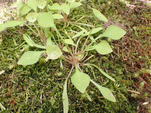 Posteleina — Bild 1