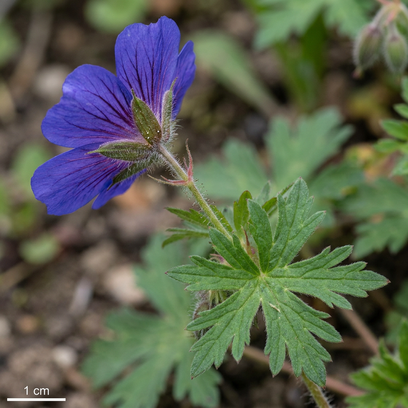 Wspaniały Cranesbill