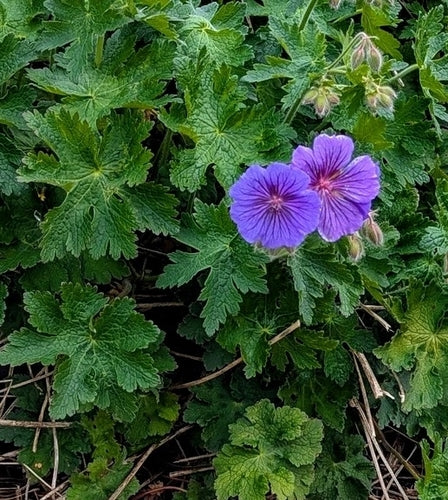 Wspaniały Cranesbill — Bild 5