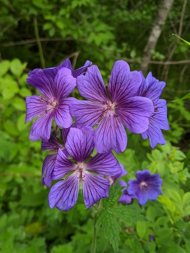 Wspaniały Cranesbill — Bild 4